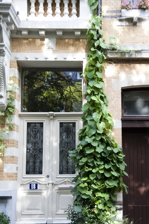Duitse pijp (Aristolochia durior) De grote hartvormige bladeren hangen boven elkaar alsof ze dakpannen zijn.